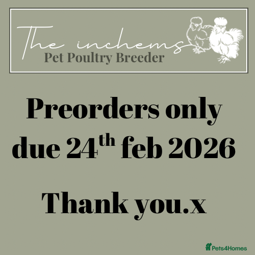 Chickens poultry Silkie & Poultry Chick Starter Bundles - Advert 17