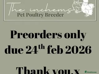 Chickens poultry Silkie & Poultry Chick Starter Bundles - Advert 17