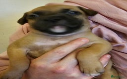Bullmastiff dogs for sale: Bullmastiff puppies  - Image 4