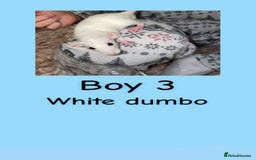 Rat rodents for sale: Beautiful baby rats looking for forever homes! - Advert 18