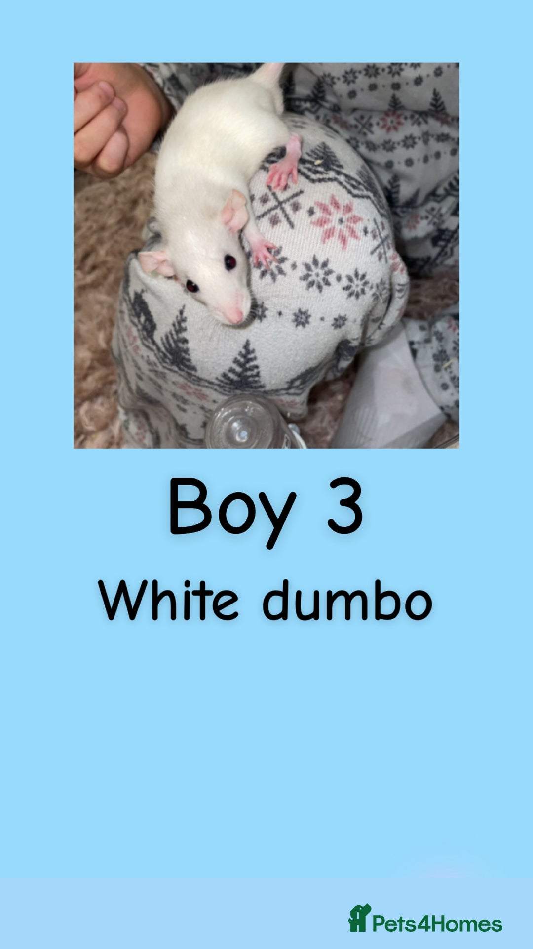 Rat rodents for sale: Beautiful baby rats looking for forever homes! - Advert 18