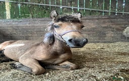 Welsh Section D horses for sale: 3 babies for sale - Image 4