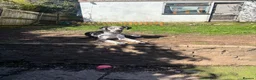 Great Dane dogs for sale: Planned Great Dane Litter – Blue x Harlequin - Advert 3