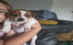 Jack Russell dogs for sale: Jack Russel puppies - Image 7