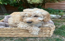 Cockapoo dogs for sale: Cockapoo Puppies 🩷🩷 - Image 6