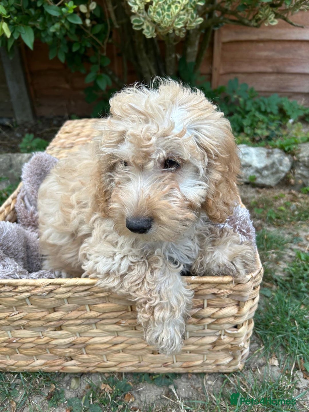 Cockapoo dogs for sale: Cockapoo Puppies 🩷🩷 - Image 6