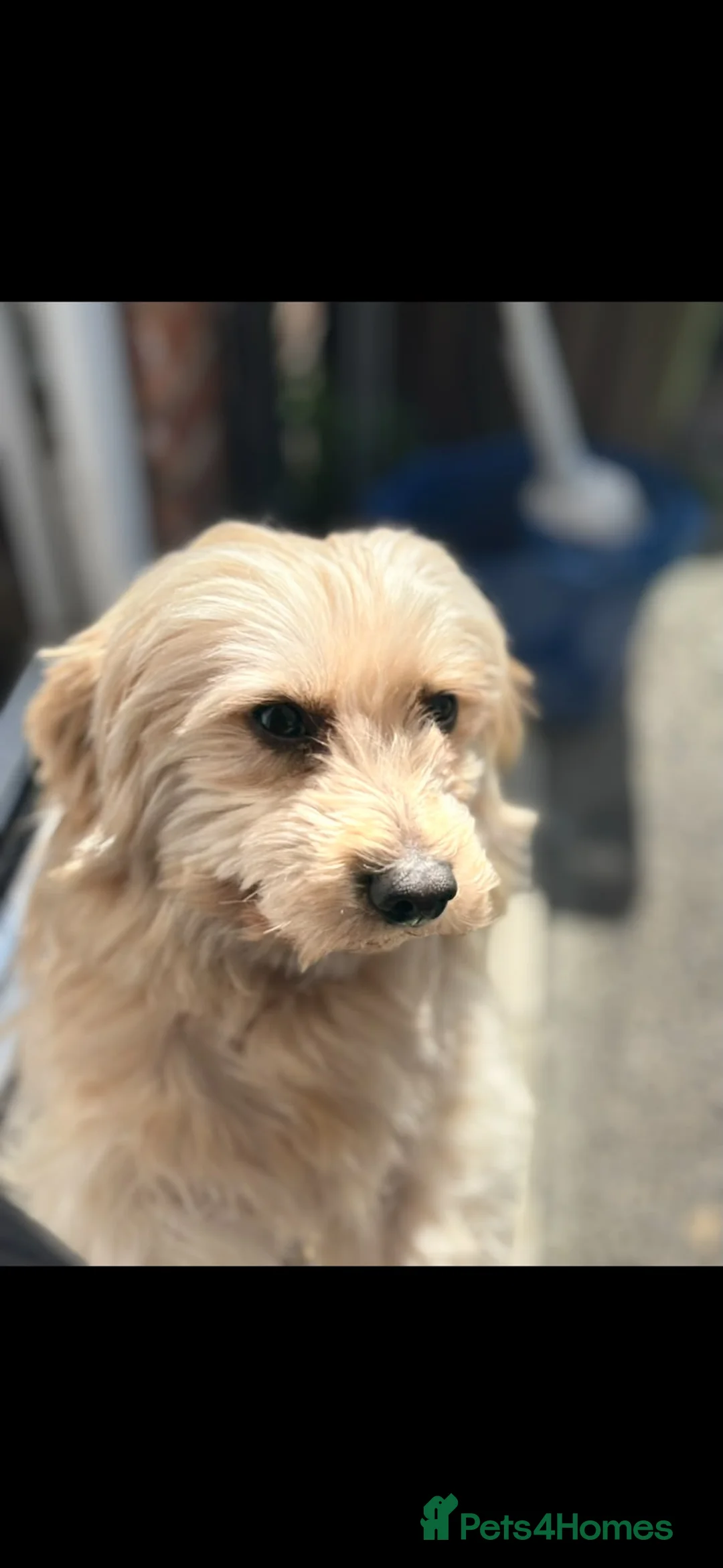 Mixed Breed dogs for sale: Mixed breed puppies for sale (9 months old) - Advert 2