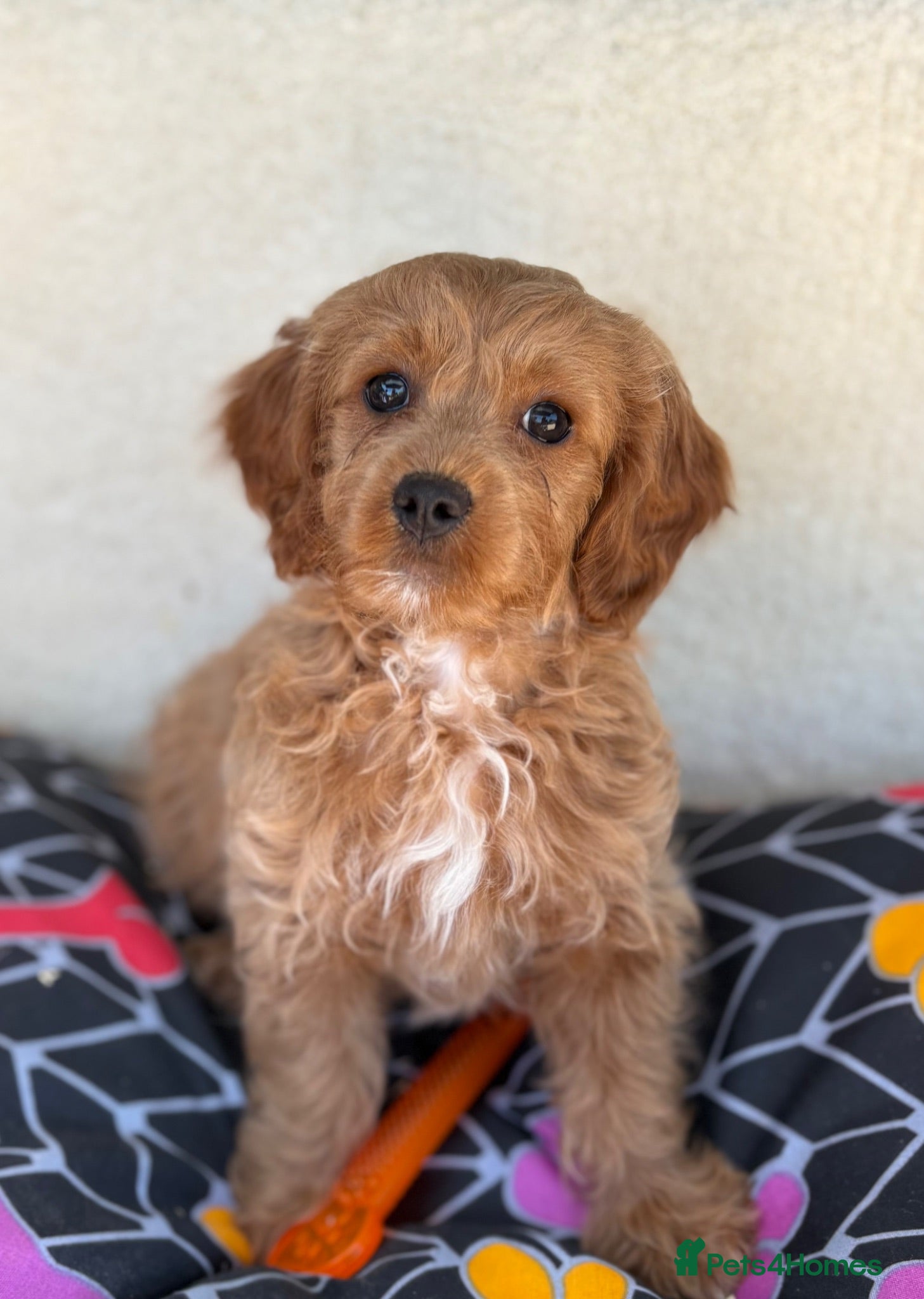 Cavapoo dogs Extensively health tested red Cavapoo babies - Advert 2
