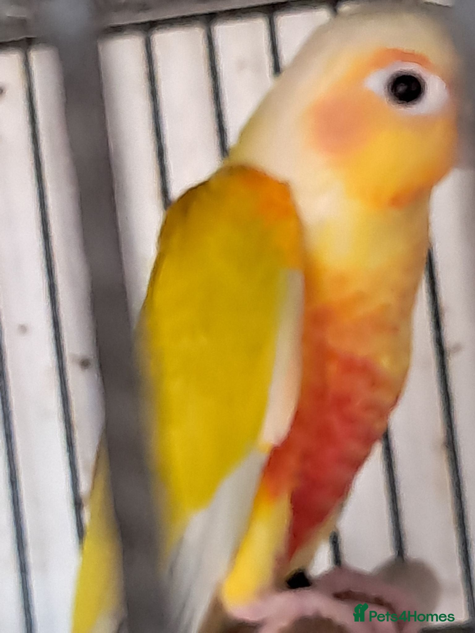 Conures birds SUNCHEEK CONURE - Advert 10