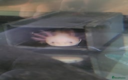 Axolotl reptiles for sale: 2 Axolotl  - Image 10