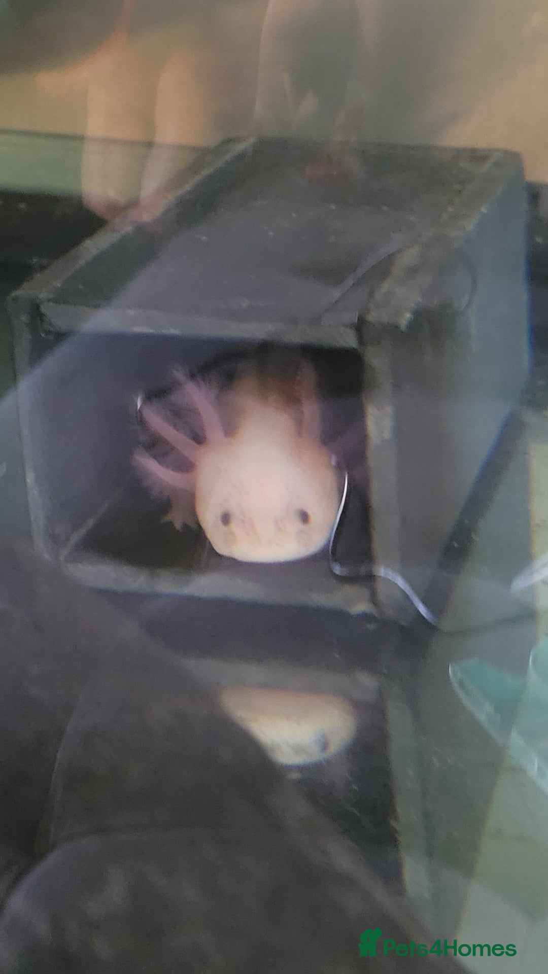 Axolotl reptiles for sale: 2 Axolotl  - Image 10