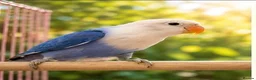 Lovebirds birds for sale: OPALINE DECINO YELLOW, DARK BLUE , DD BLUE OPALINE - Advert 5
