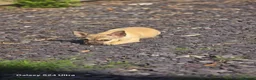Chug dogs for sale: Beige female chug - Advert 2