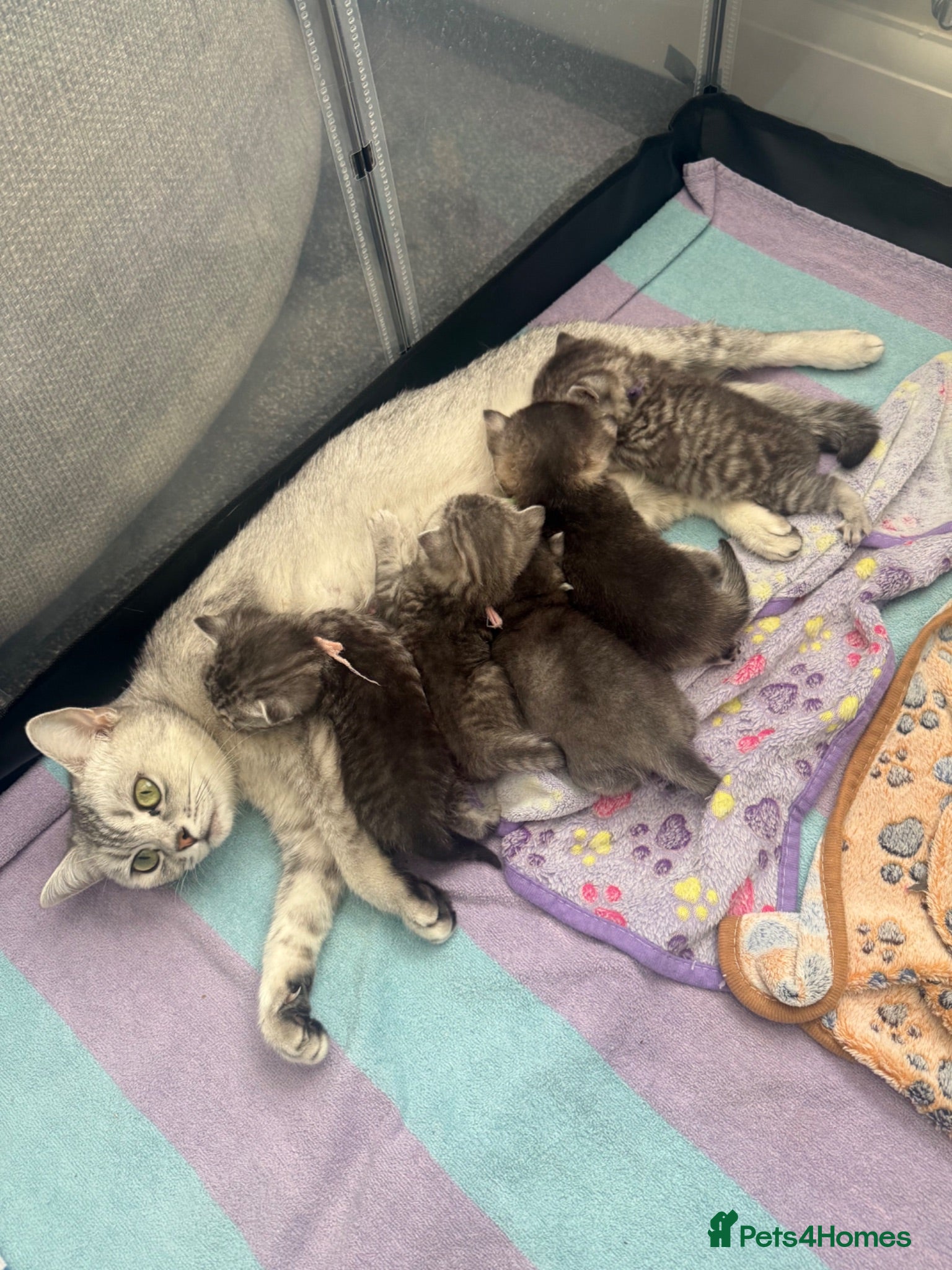 British Shorthair cats GCCF registered Kittens  - Advert 11