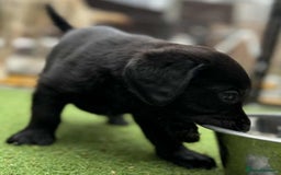 Labrador Retriever dogs for sale: Pedigree Labrador retriever  - Image 2