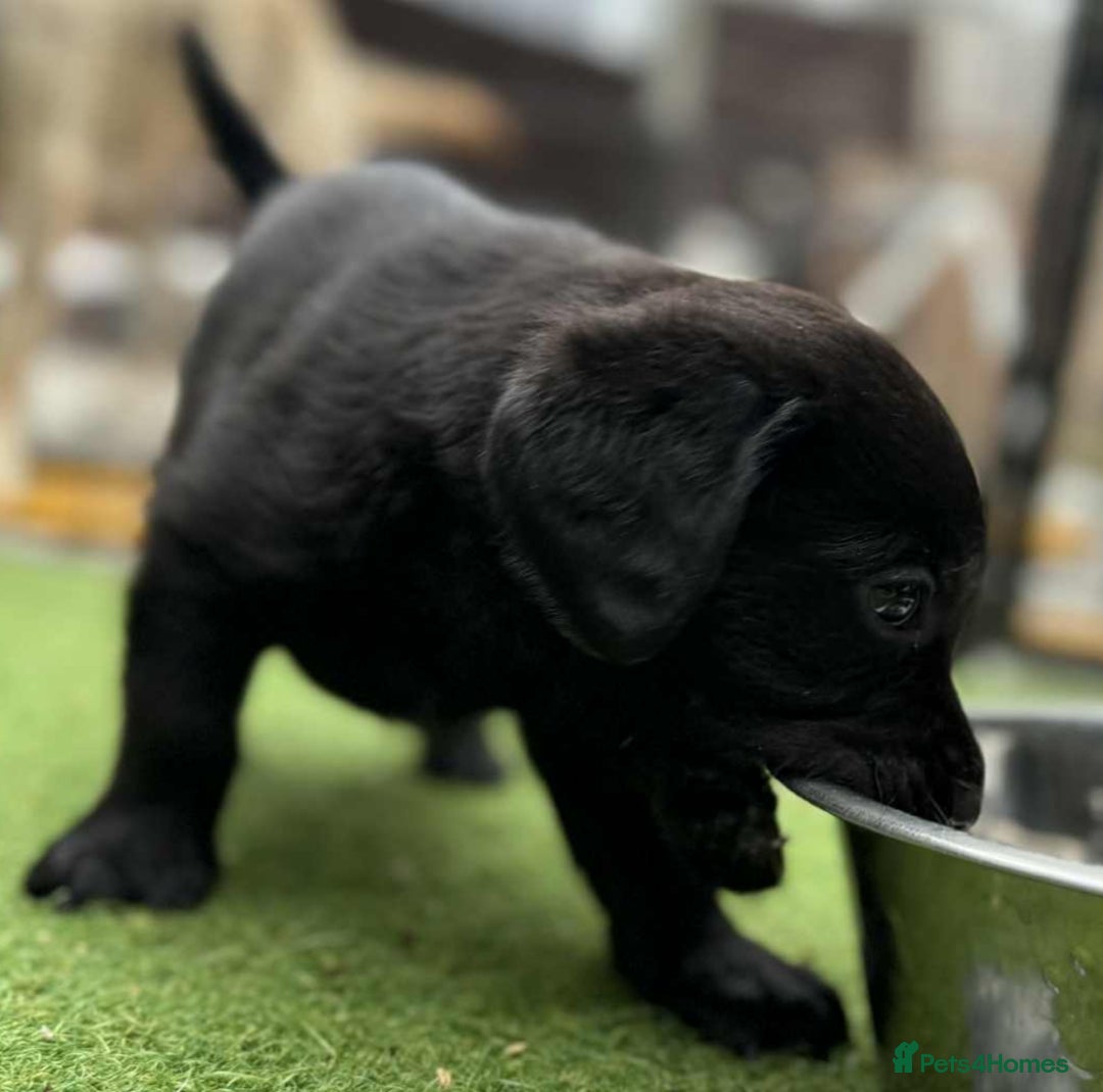 Labrador Retriever dogs for sale: Pedigree Labrador retriever  - Image 2