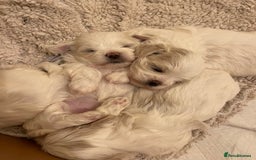 Malshi dogs for sale: Adorable Korean Maltese x Malshi puppies  - Advert 5