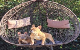 French Bulldog dogs for sale: KC Reg. French bulldogs looking for new home - Image 9