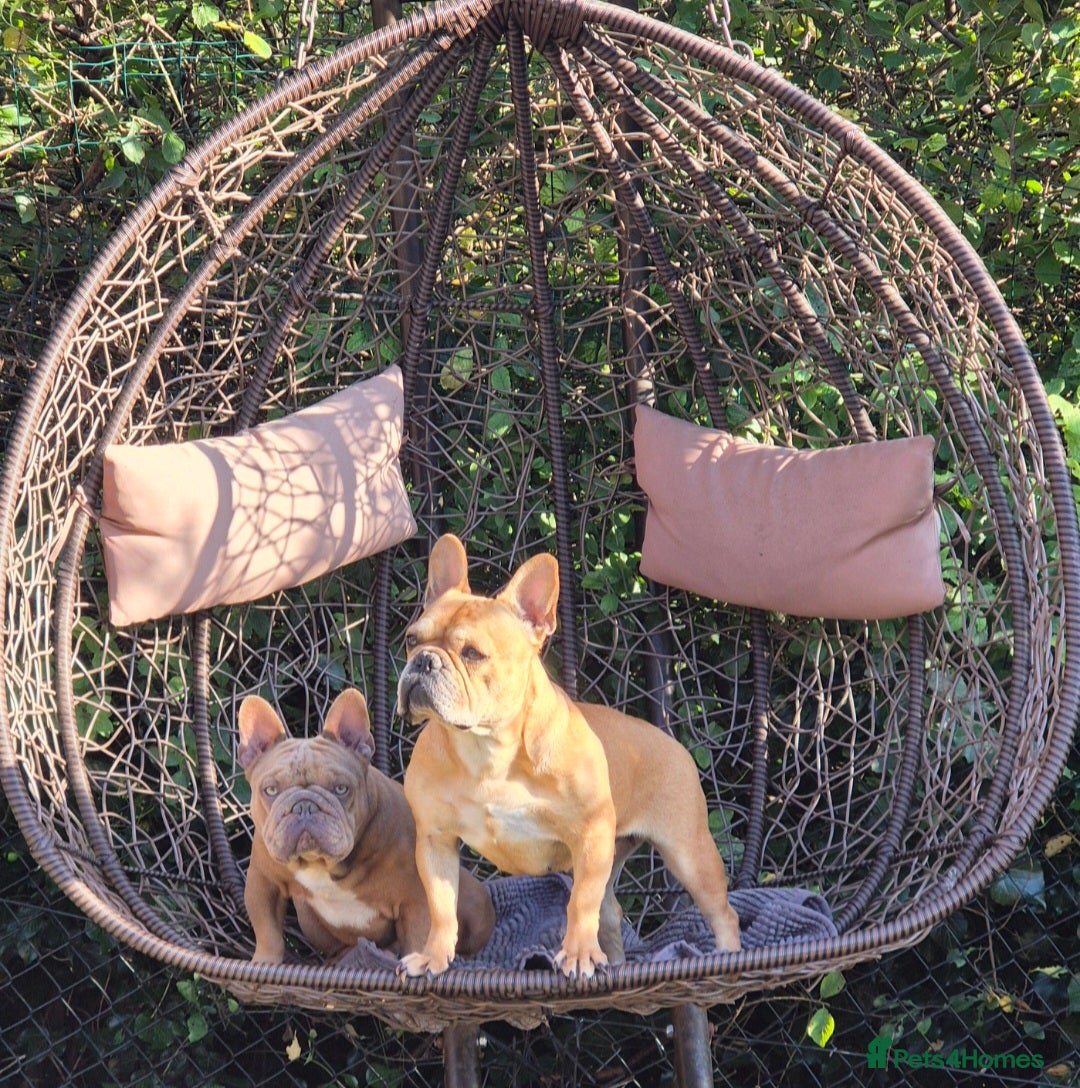 French Bulldog dogs for sale: KC Reg. French bulldogs looking for new home - Image 9