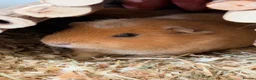 Guinea Pig rodents for sale: 2 male guinea pigs  in Newport - Advert 4