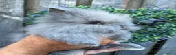 Lionhead rabbits for sale: Double mane lion lead bunny’s for sale  - Advert 8