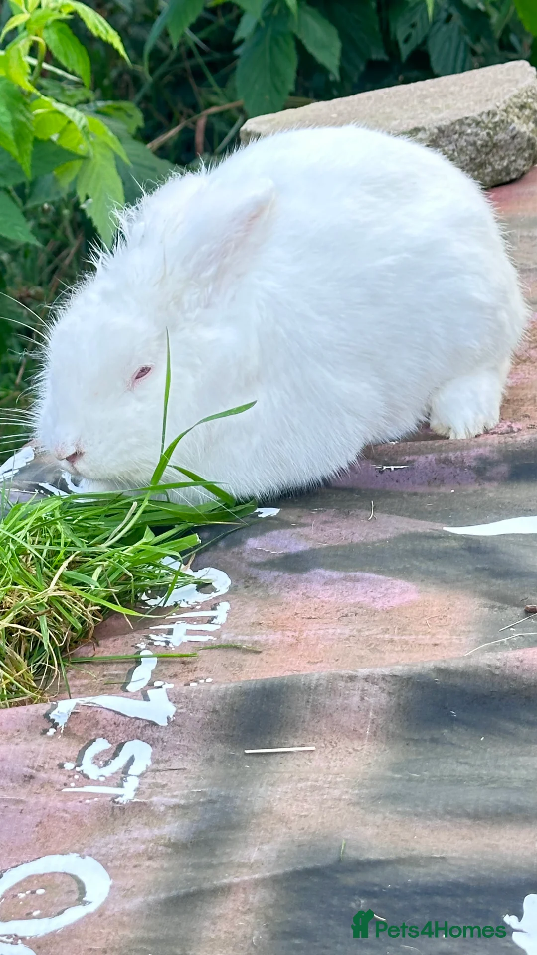 Mixed Breed rabbits for sale: Rabbits for sale - Advert 1