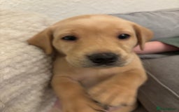 Labrador Retriever dogs for sale: 7 beautiful red fox Labrador puppies for sale.  - Image 18