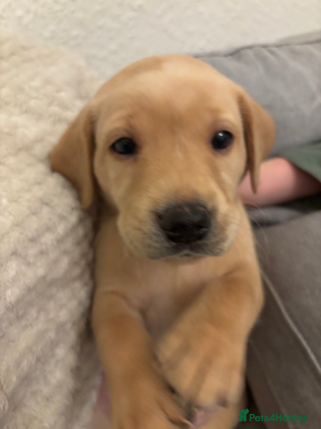 Labrador Retriever dogs for sale: 7 beautiful red fox Labrador puppies for sale.  - Image 18