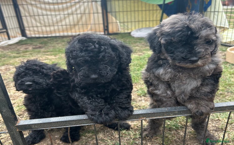 Miniature Poodle dogs - Advert 14
