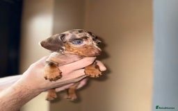 Miniature Dachshund dogs for sale: 🩷💙Stunning KC Mini Dachshund Puppies💙 - Image 11