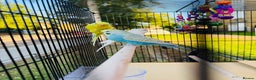 Budgerigars birds for sale: A couple burgies - Full Setup Included | £120 - Advert 3