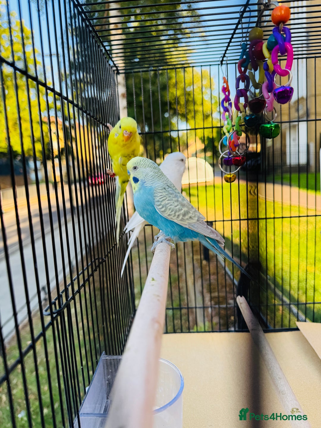 Budgerigars birds for sale: A couple burgies - Full Setup Included | £120 - Advert 3