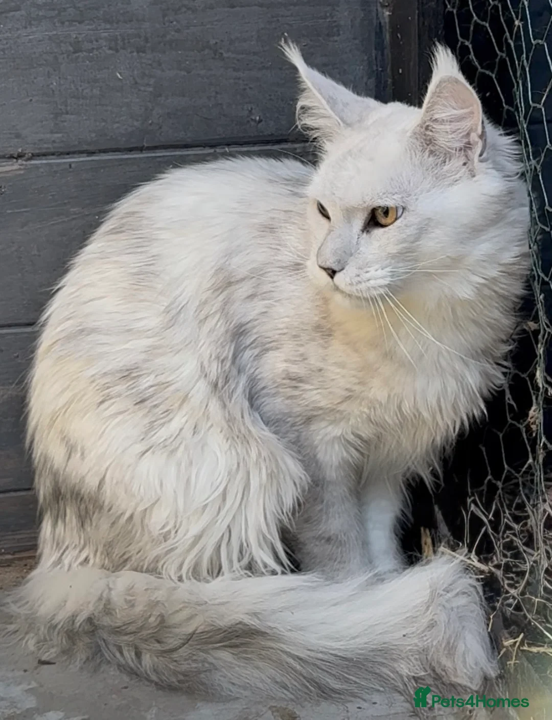 Maine Coon cats for stud: Big black silver shaded for stud duties - Advert 7