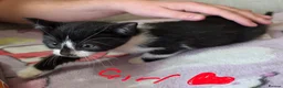 Mixed Breed cats for sale: Four adorable kittens - Advert 19