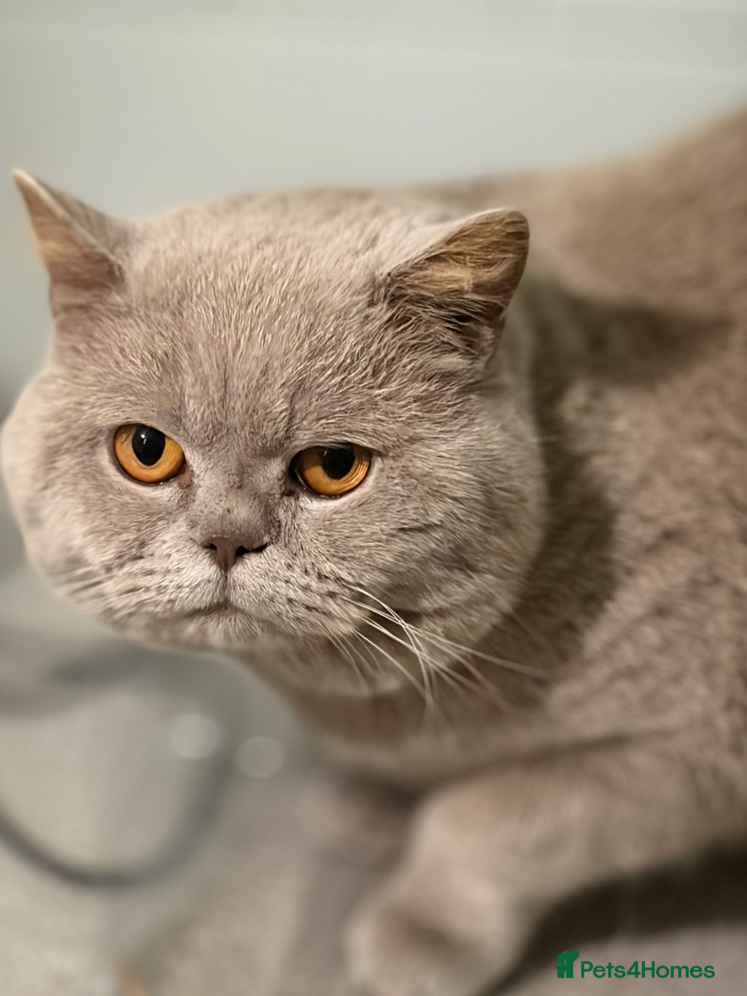 British Shorthair cats Thorn Stud duties only just 2 years old - Advert 9
