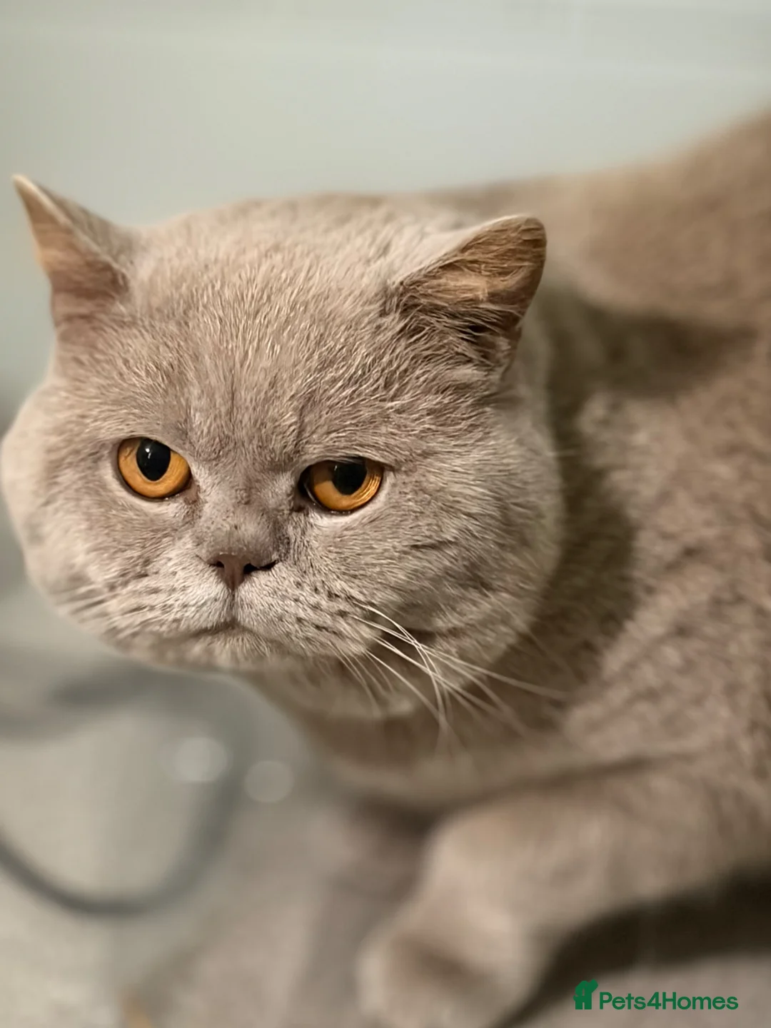 British Shorthair cats for stud: Thorn Stud duties only just 2 years old - Advert 1