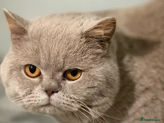British Shorthair cats Thorn Stud duties only just 2 years old - Advert 9