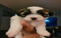 Shih Tzu dogs for sale: Passionates shih tzu - Image 1