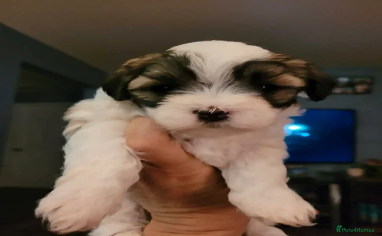 Shih Tzu dogs - Advert 1