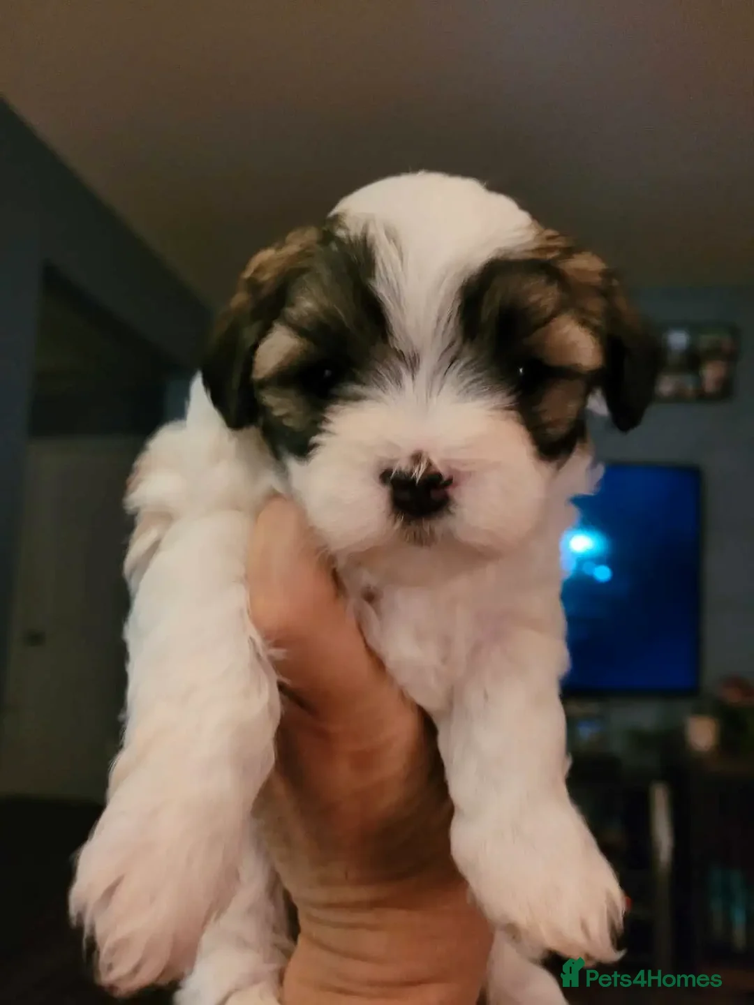 Shih Tzu dogs for sale: Passionates shih tzu - Image 1