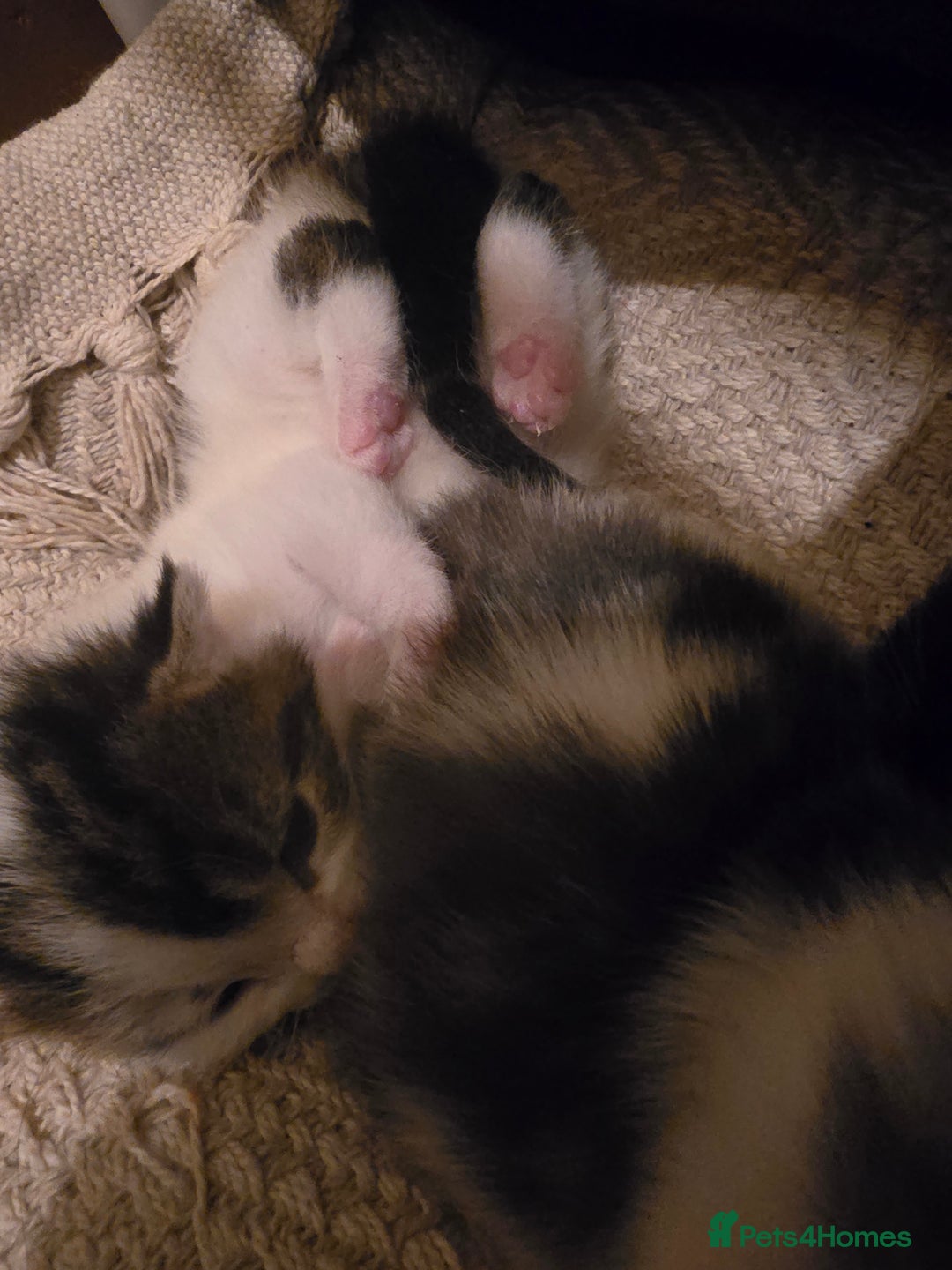 Mixed Breed cats for sale: 3 beautiful kittens, and her mum ❤️  - Advert 7