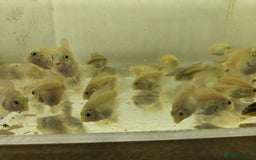 Cichlids fish for sale: Platinum polar parrots chiclids - Image 4