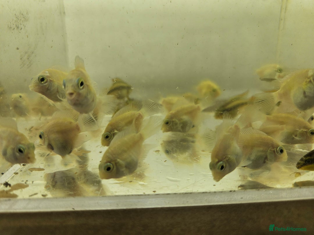 Cichlids fish for sale: Platinum polar parrots chiclids - Image 4