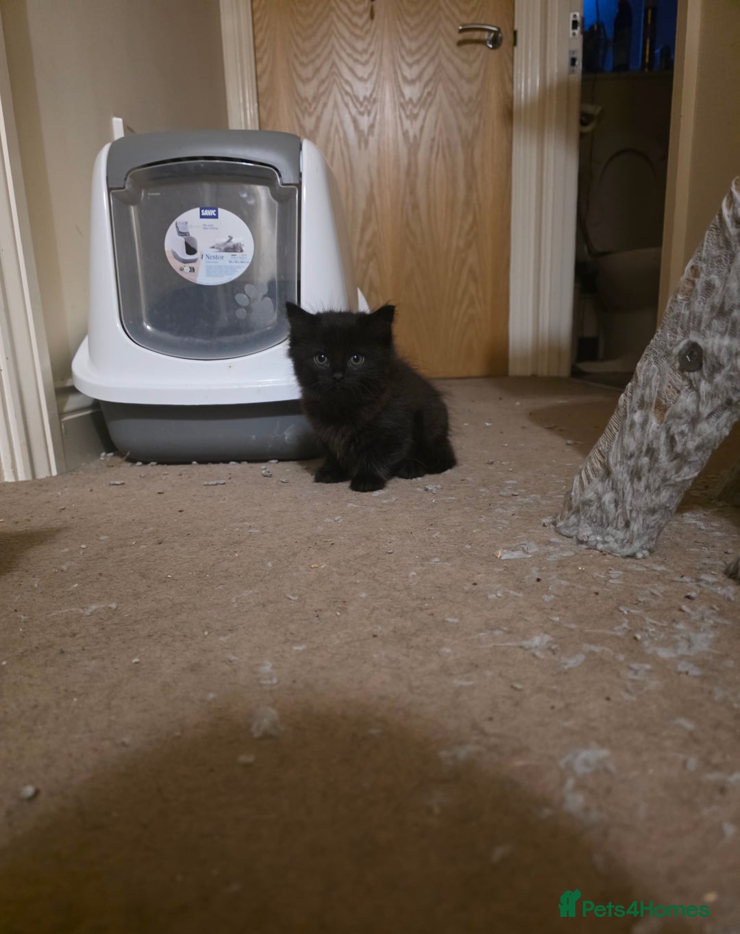 Mixed Breed cats for sale: Adorable longhair and short hair  - Advert 25