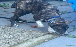 Mixed Breed dogs for adoption: Button - Norwich Norfolk  - Image 8