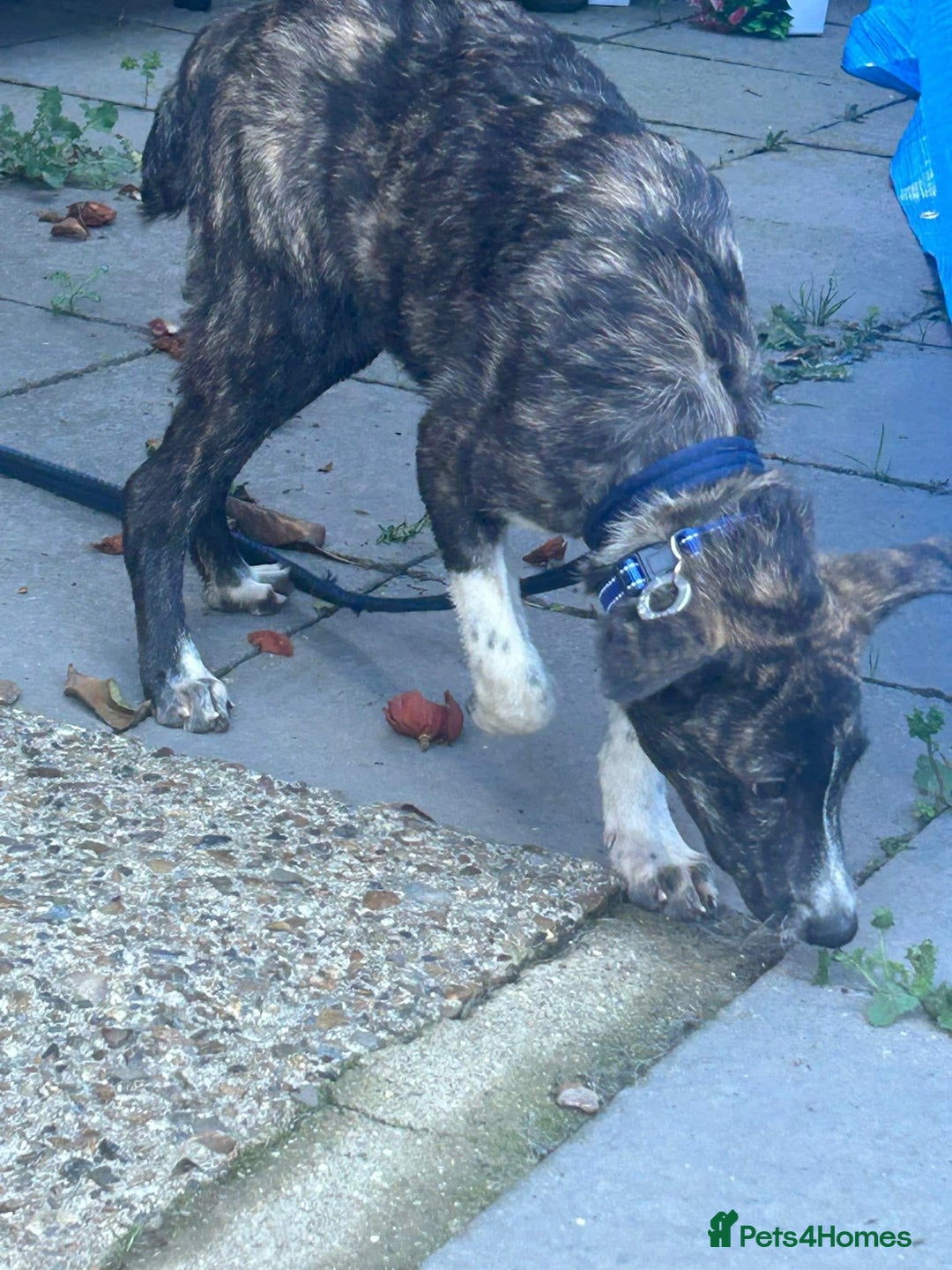 Mixed Breed dogs for adoption: Button - Norwich Norfolk  - Image 8