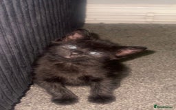 Domestic Shorthair cats for sale: Beautiful kittens ❤️ - Image 3