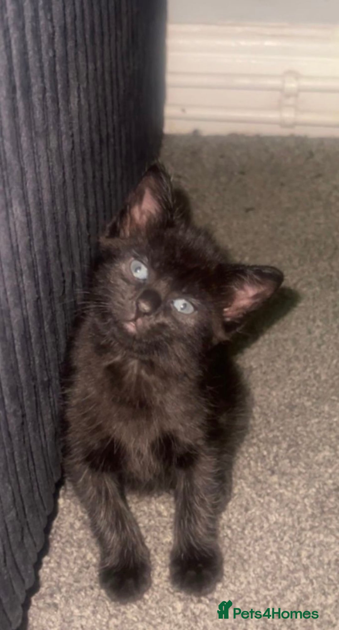 Domestic Shorthair cats for sale: Beautiful kittens ❤️ - Image 3