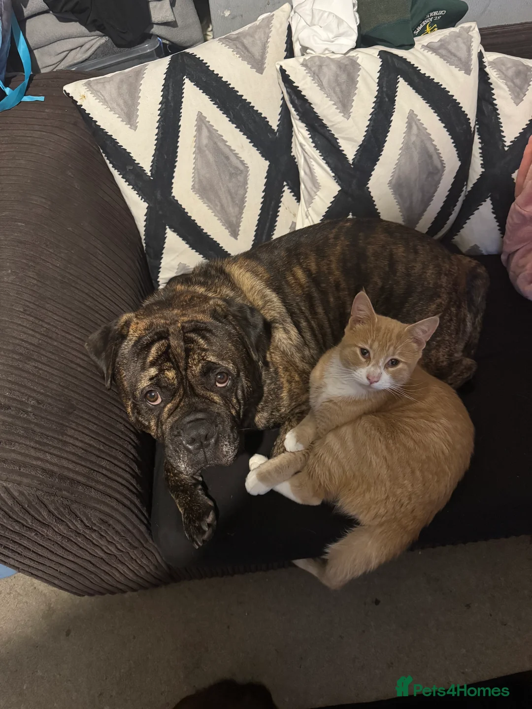 Mixed Breed dogs for sale: Male boxer cross  in Brighton - Advert 1