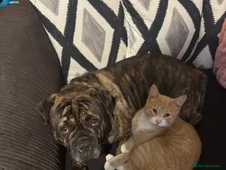 Mixed Breed dogs Male boxer cross - Advert 1